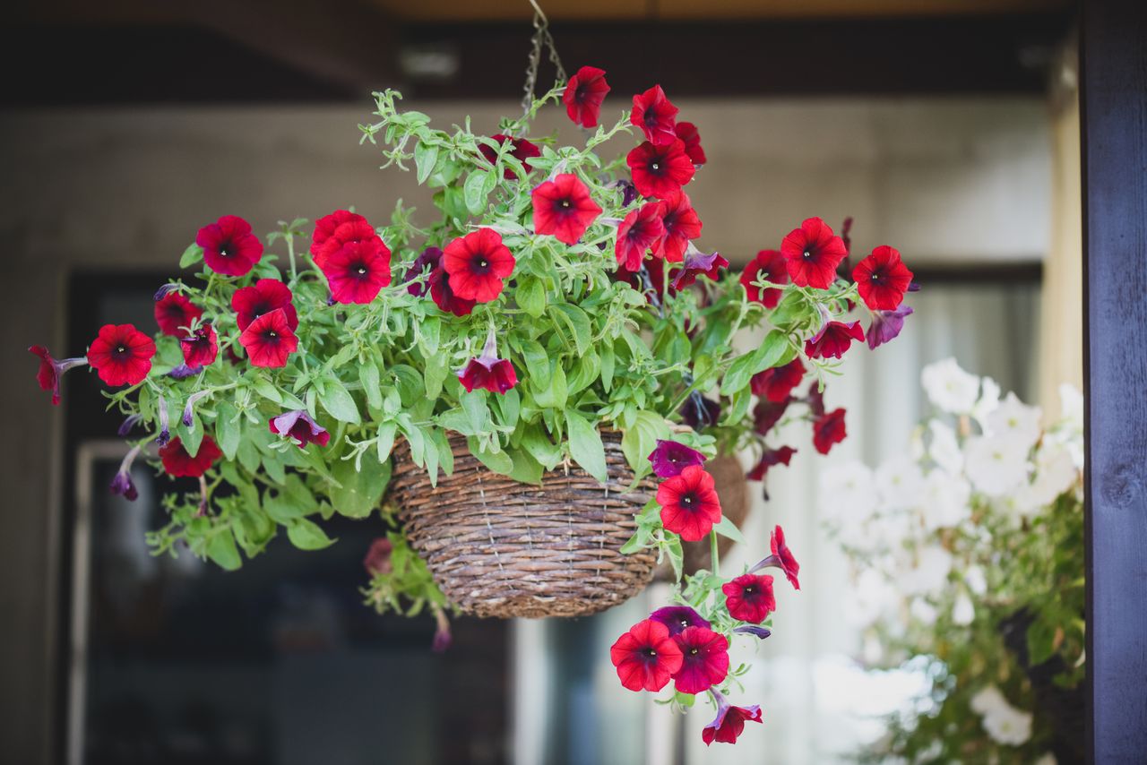red petunias with purple centers in wicker hanging basket on front porch