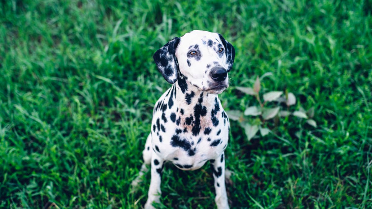 a-dalmatian-sitting-in-the-grass