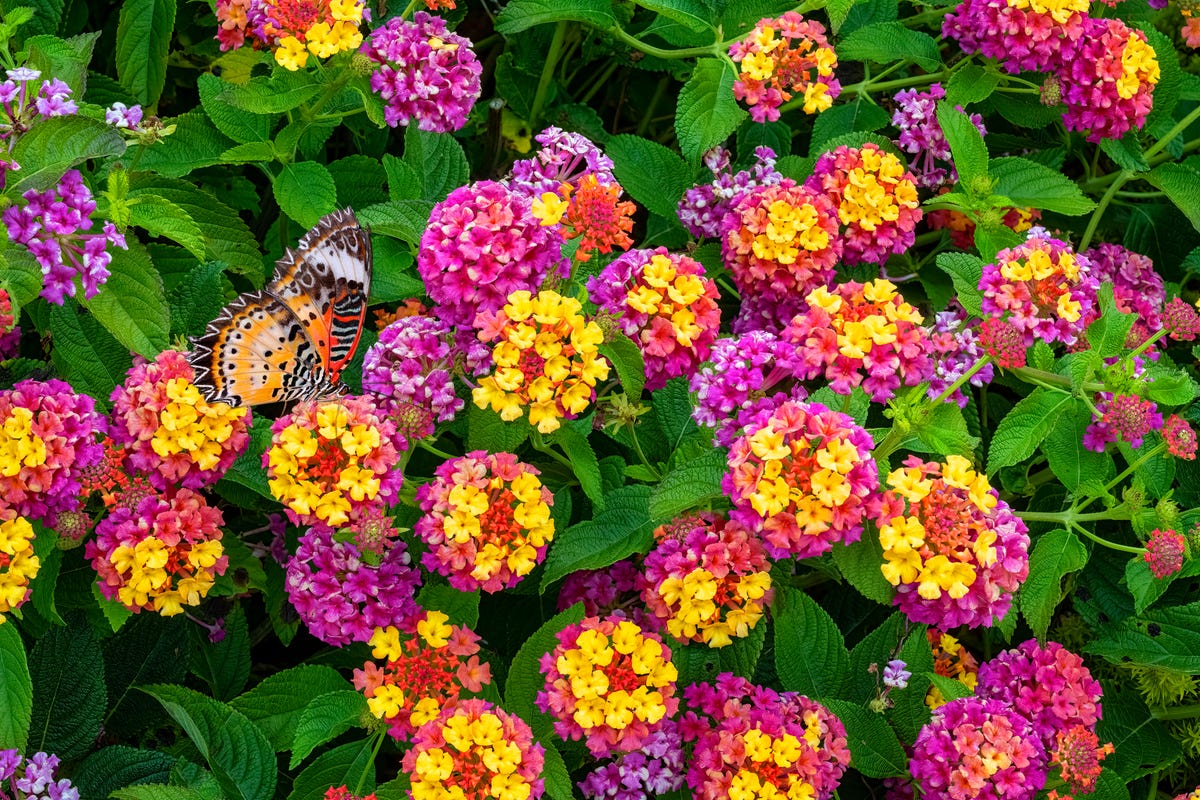 These Heat-Tolerant Plants Still Look Gorgeous on the Hottest Summer Days