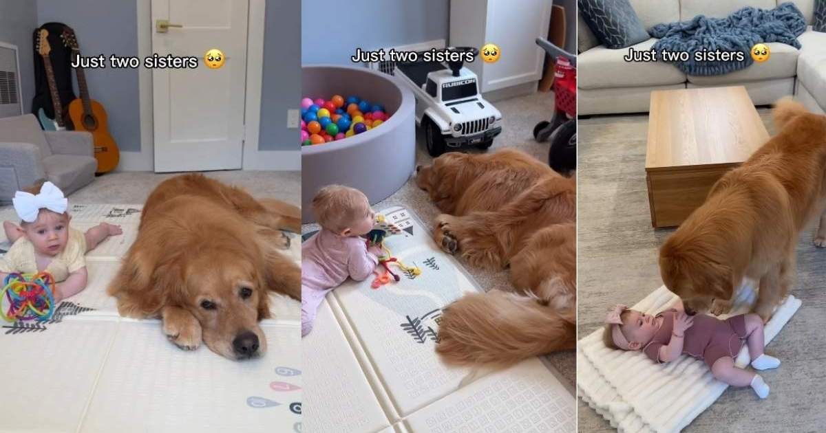 Golden Retriever Acts Like Baby's Big Sister in the Sweetest Way Possible