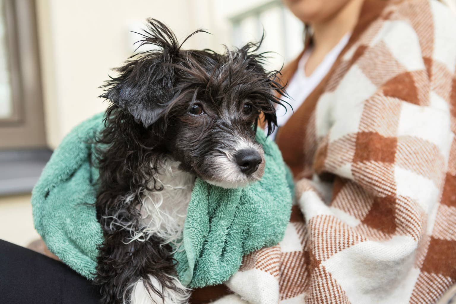 Dog missing since Fourth of July rescued from San Francisco Bay after being swarmed by seagulls in the water