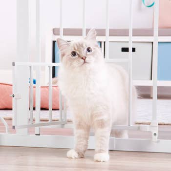 Fluffy cat standing near a pet gate, looking alert, with a cozy indoor background