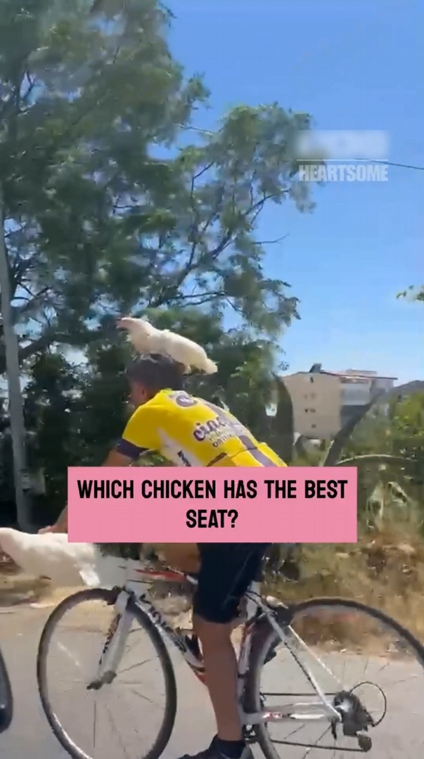 Four chickens join a bicycle ride and steal the show