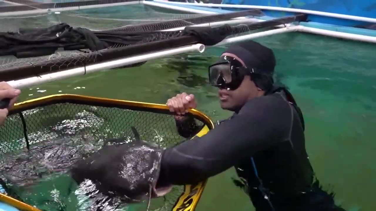 He released a pet turtle into the pond, then the monster catfish ...