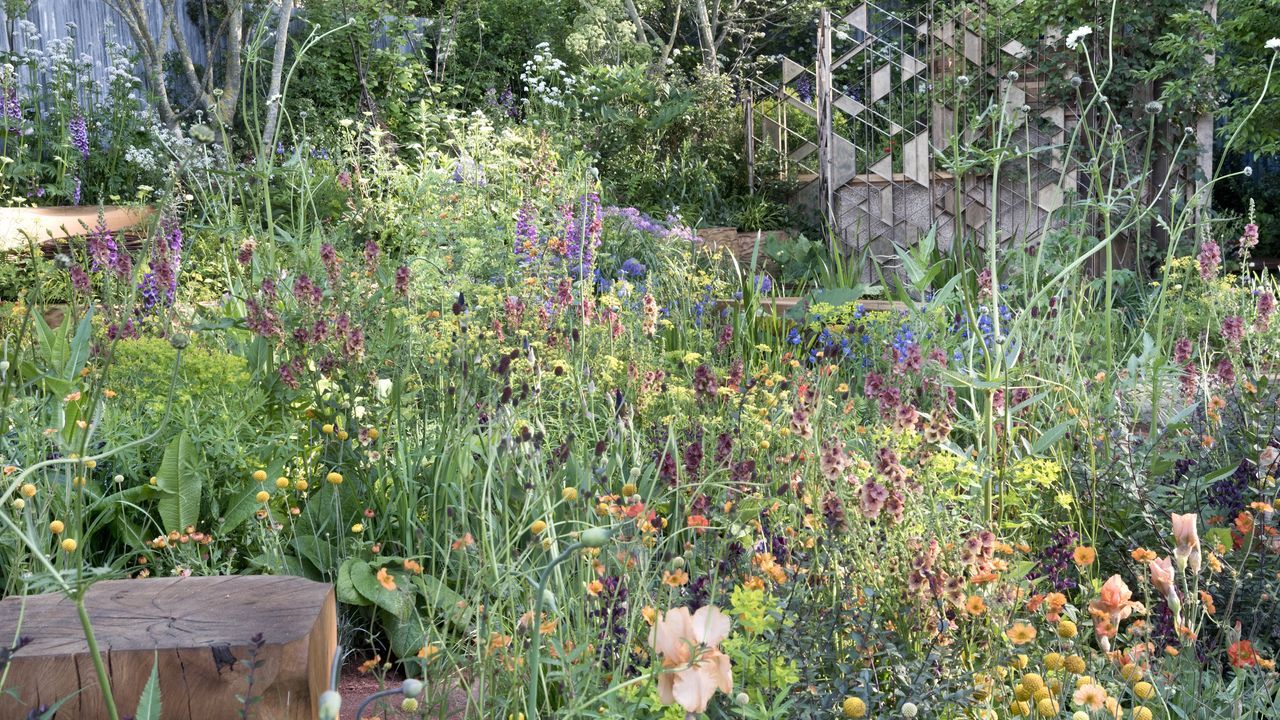 Collect flower seeds from these popular plants in July for more sustainable blooms next year