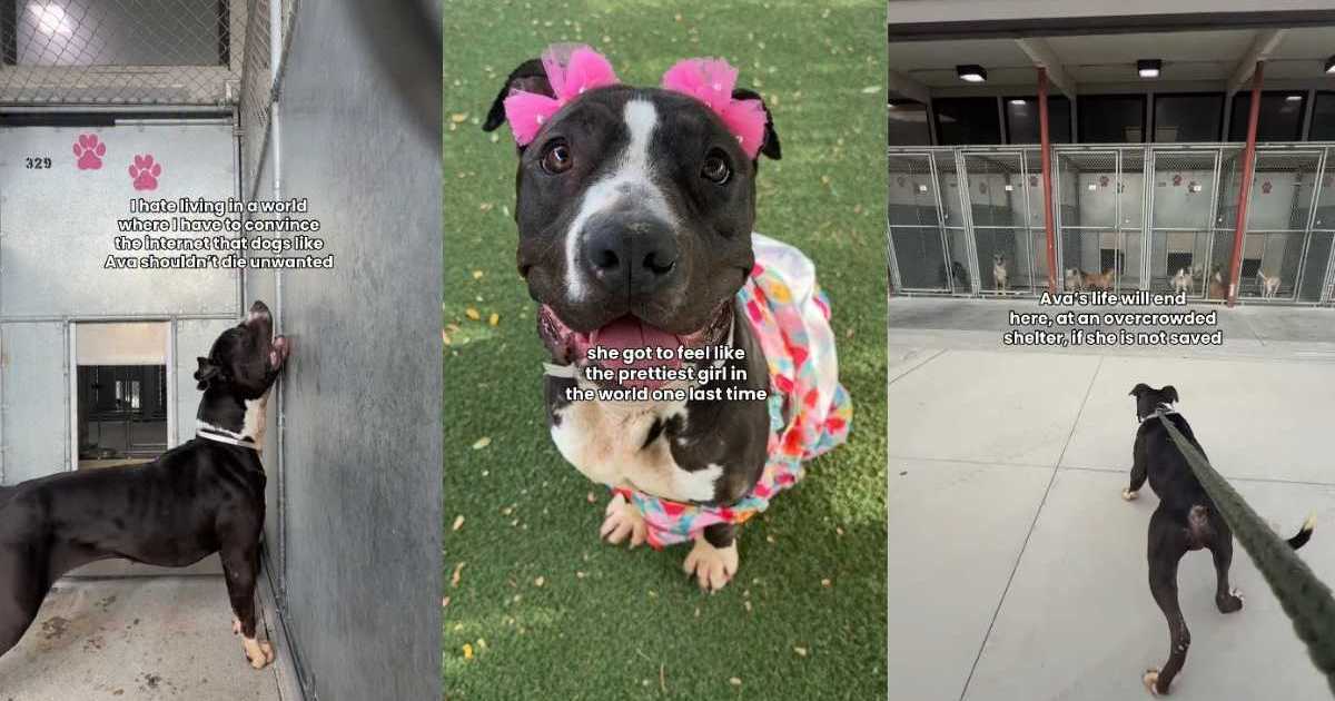 Shelter dog's final day becomes a heartbreaking hope for one last chance
