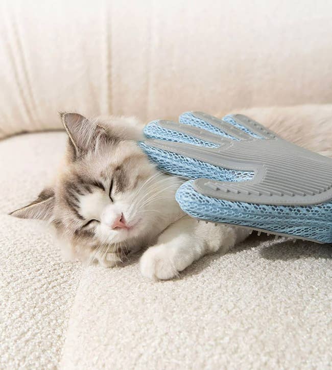 A fluffy cat enjoys being gently brushed with a grooming glove while resting on a soft surface