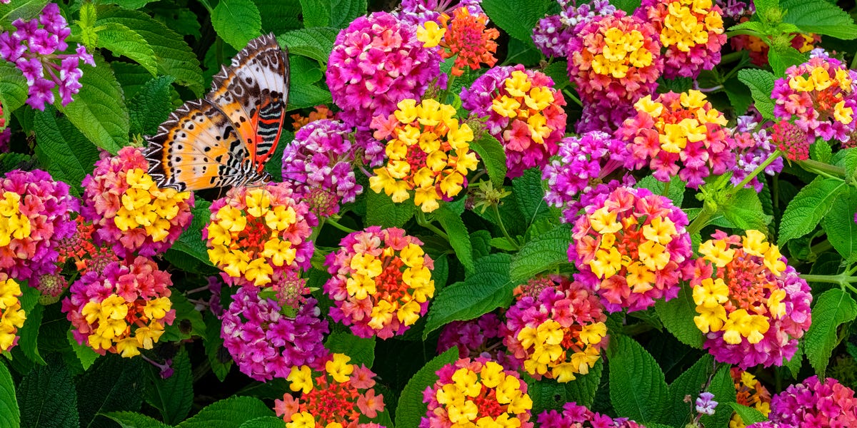 12 Heat-Resistant Plants for Summer