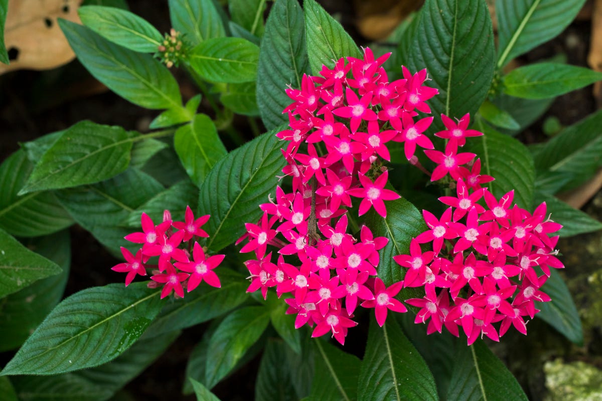 These Heat-Tolerant Plants Still Look Gorgeous on the Hottest Summer Days