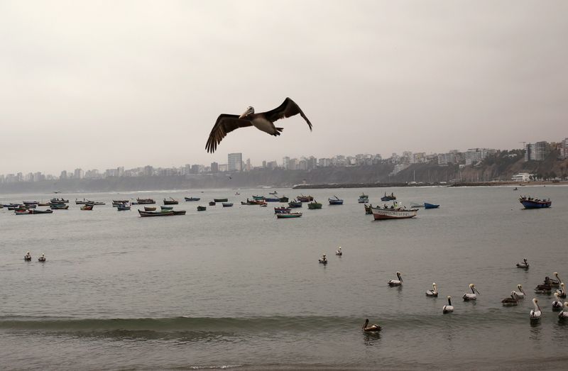 Pelicans are seen at Pescadores beach in the Chorrillos district of Lima
