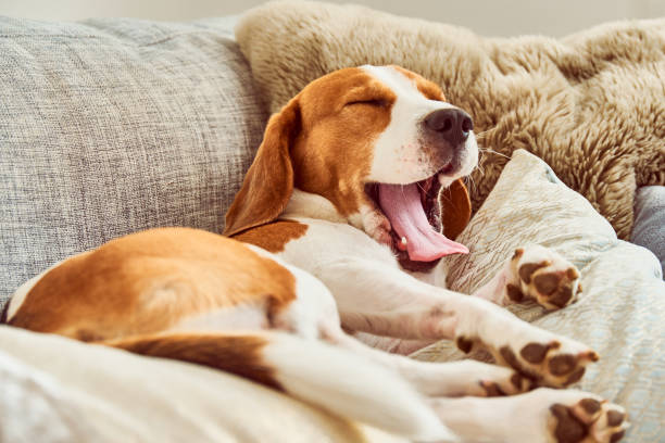 5 Dog Signals Owners Misread and Why It Matters