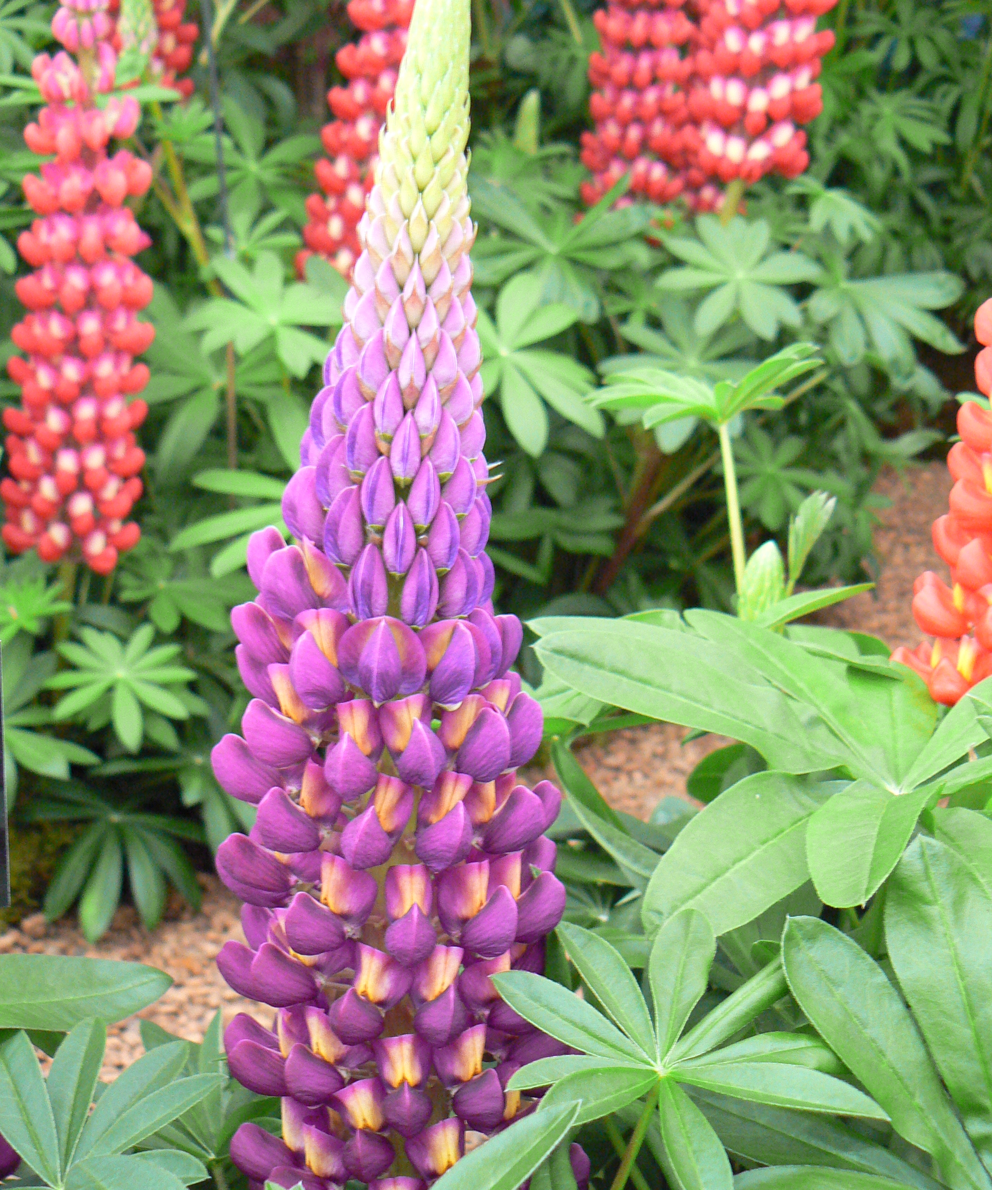 Purple and red lupines in flower