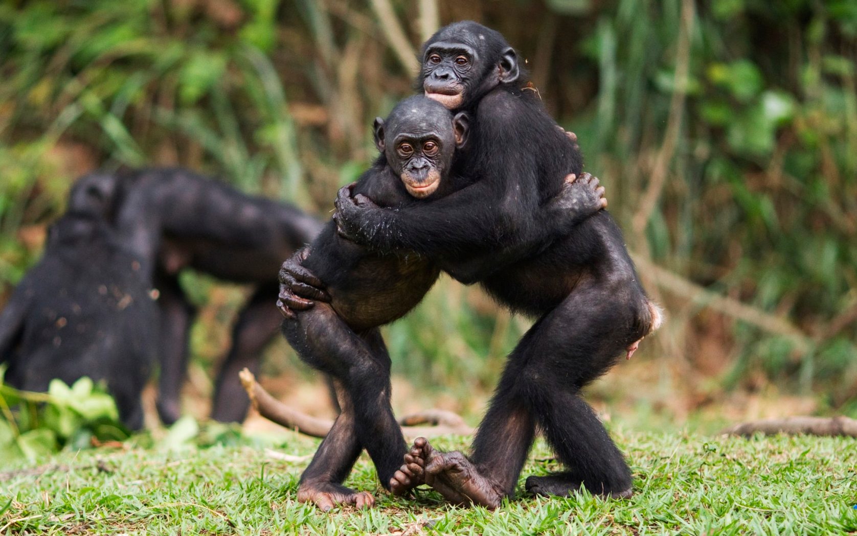 Bonobos hugging
