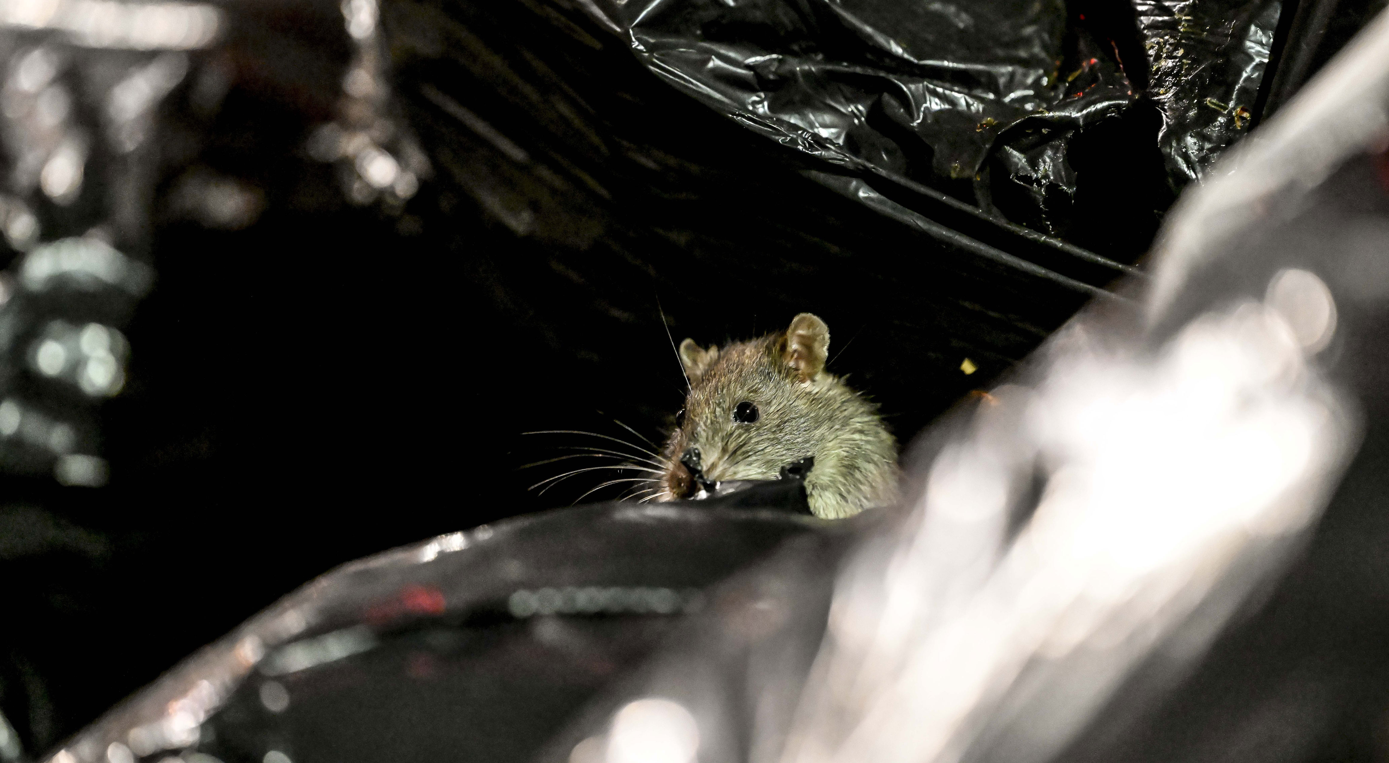 'I couldn't sleep': PA woman charged after trash on her property allegedly caused hundreds of rats to overrun her neighbors' homes