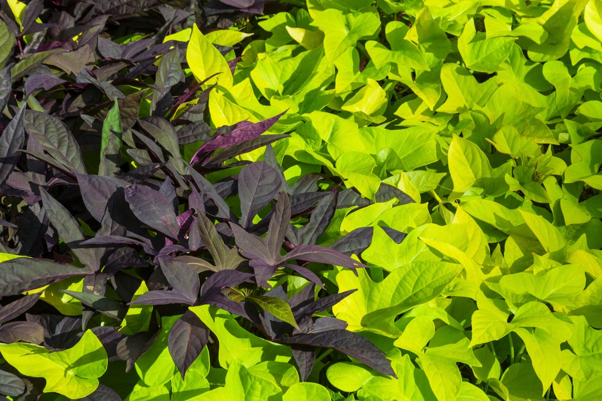 These Heat-Tolerant Plants Still Look Gorgeous on the Hottest Summer Days