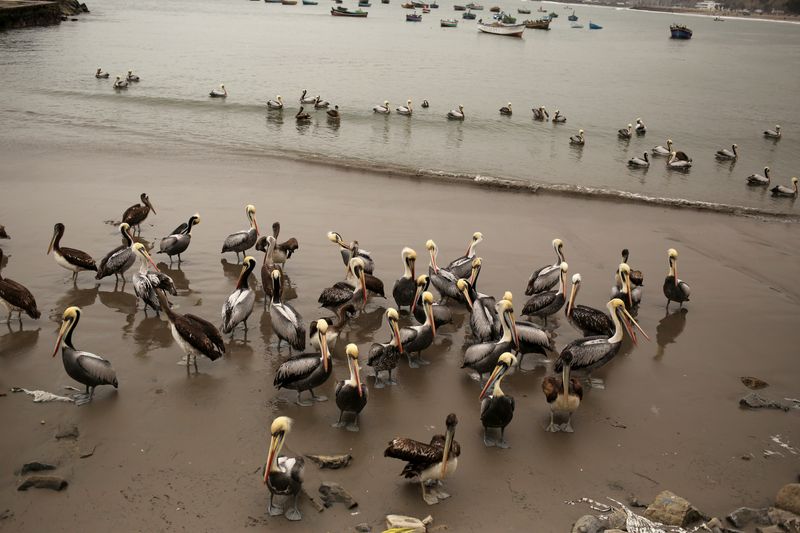 Pelicans are seen at Pescadores beach in the Chorrillos district of Lima