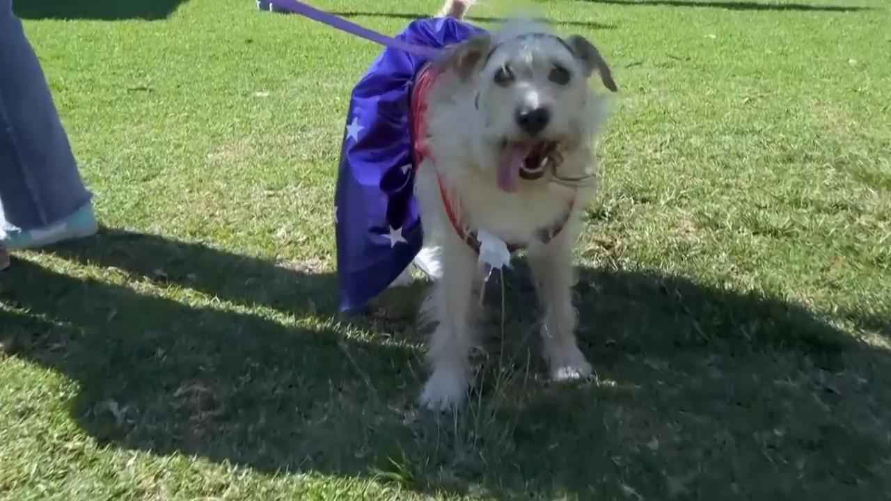 Comic-Con goes to the dogs at pet cosplay competition