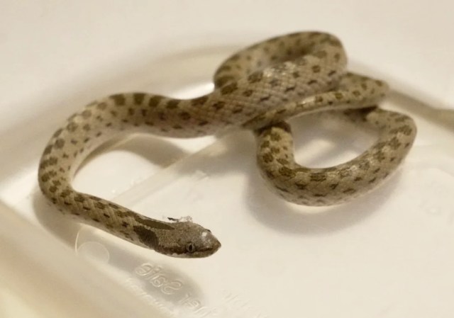 After 46 years without a sighting, a tiny snake turns up inside a Phoenix home