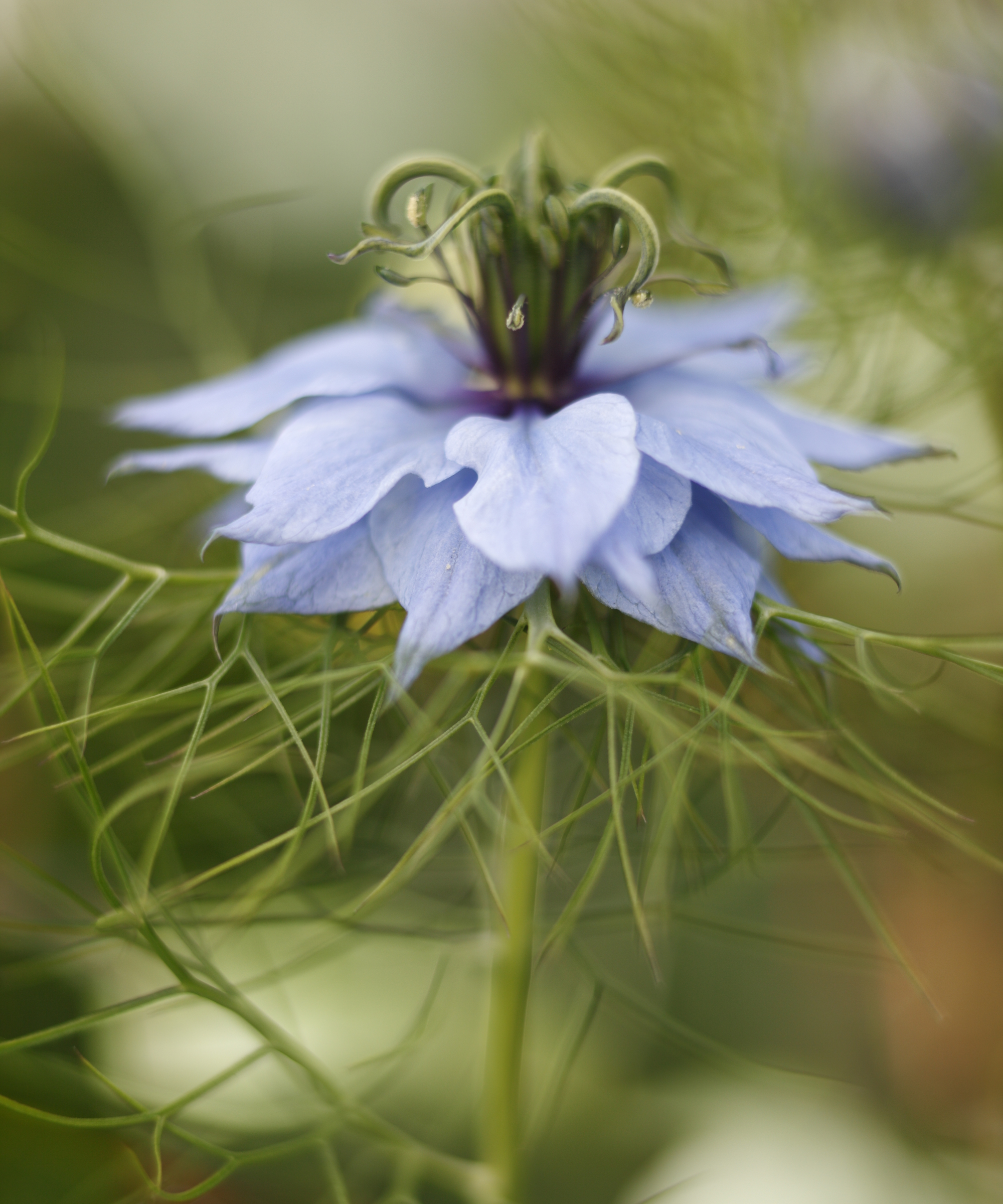 A Purple Nigella damascena flower up close