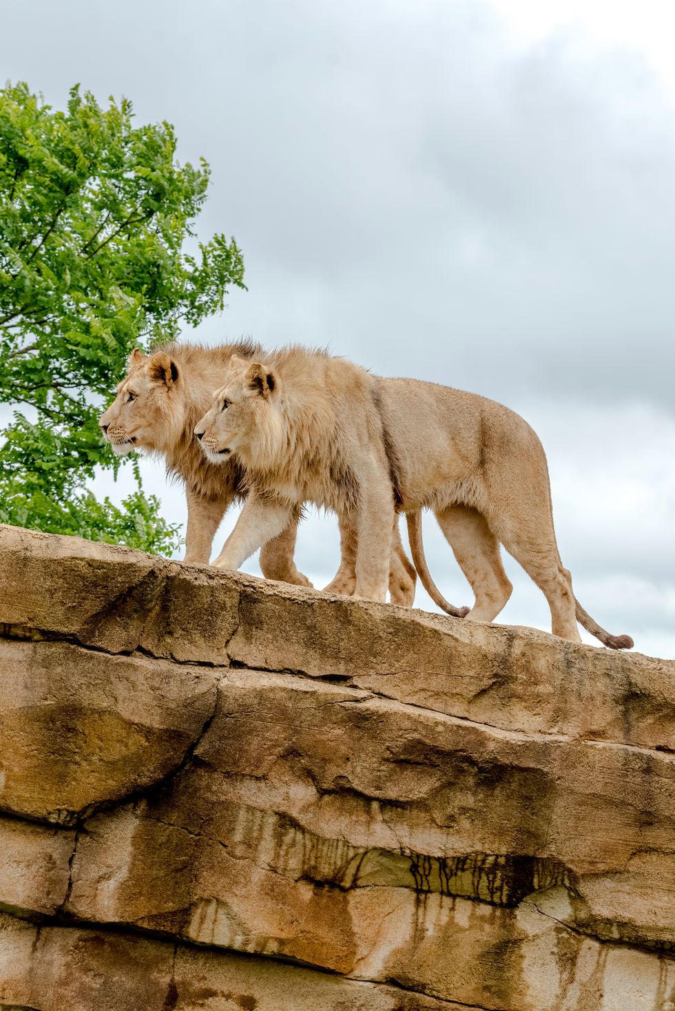 Two of the three Northern lions who have arrived at Belfast Zoo (Belfast Zoo/PA) ()
