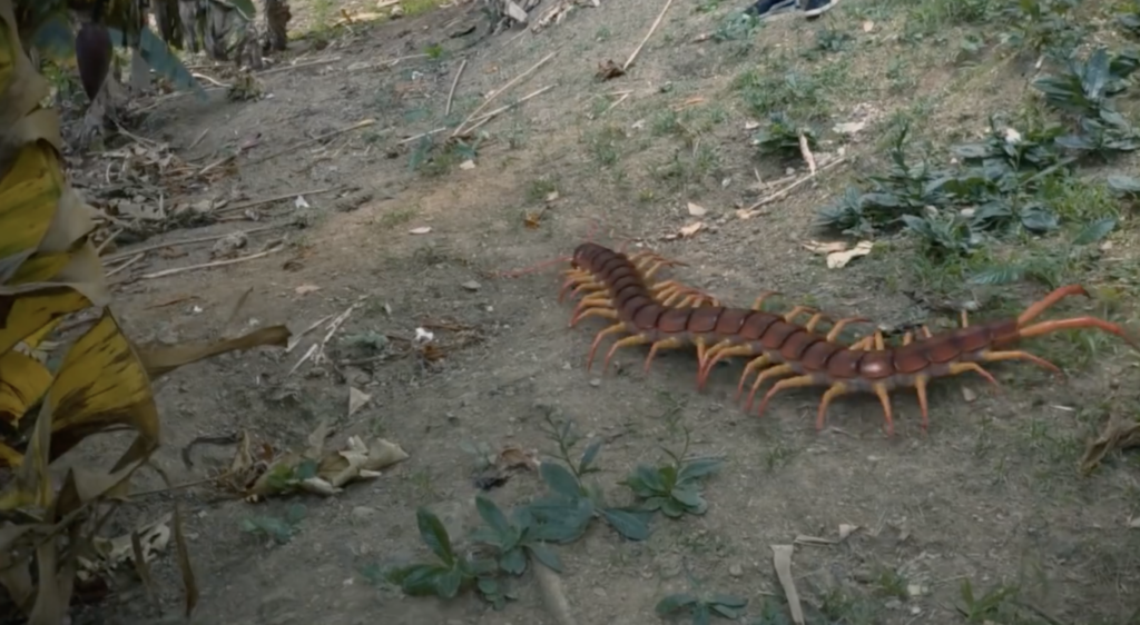Why a Giant Centipede Bite Is Every Hiker’s Nightmare