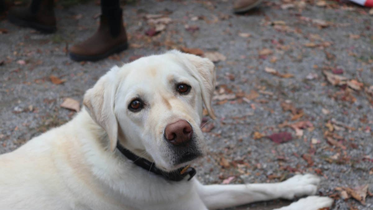 senior-labrador-lying-on-ground