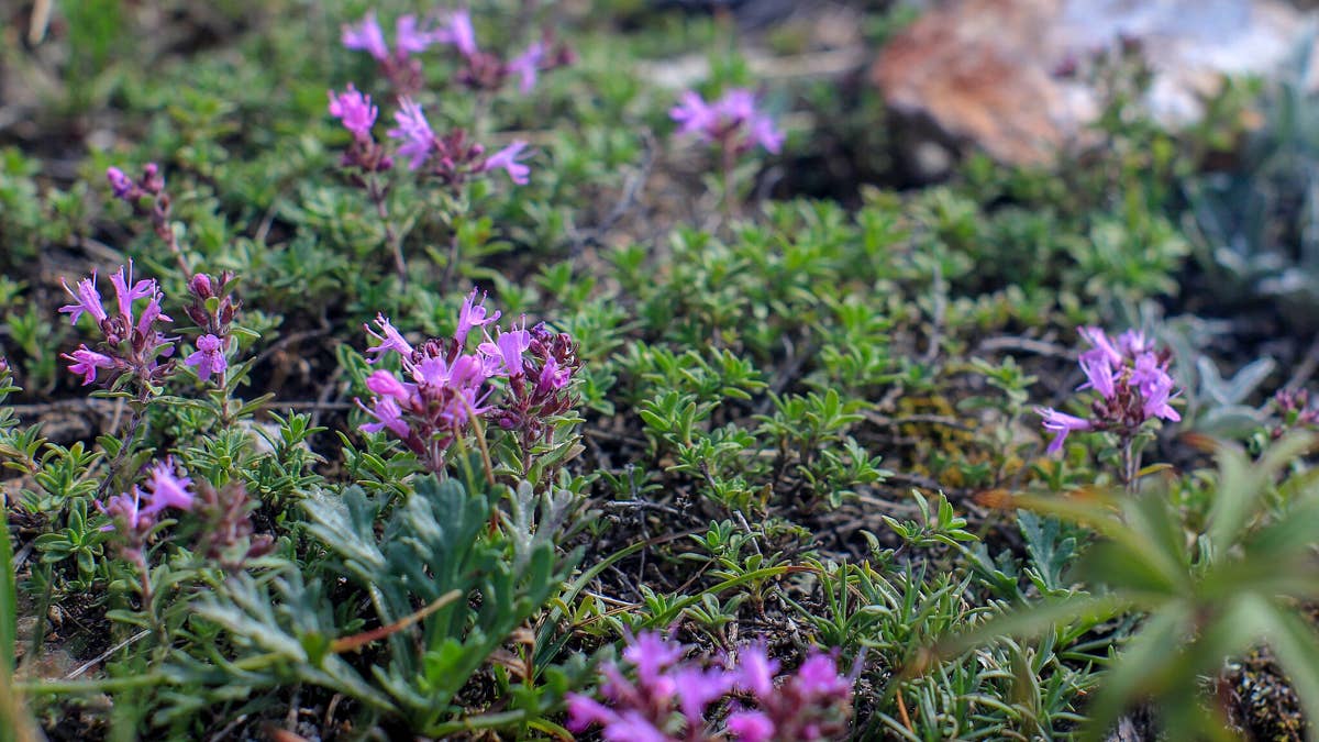 creeping-thyme