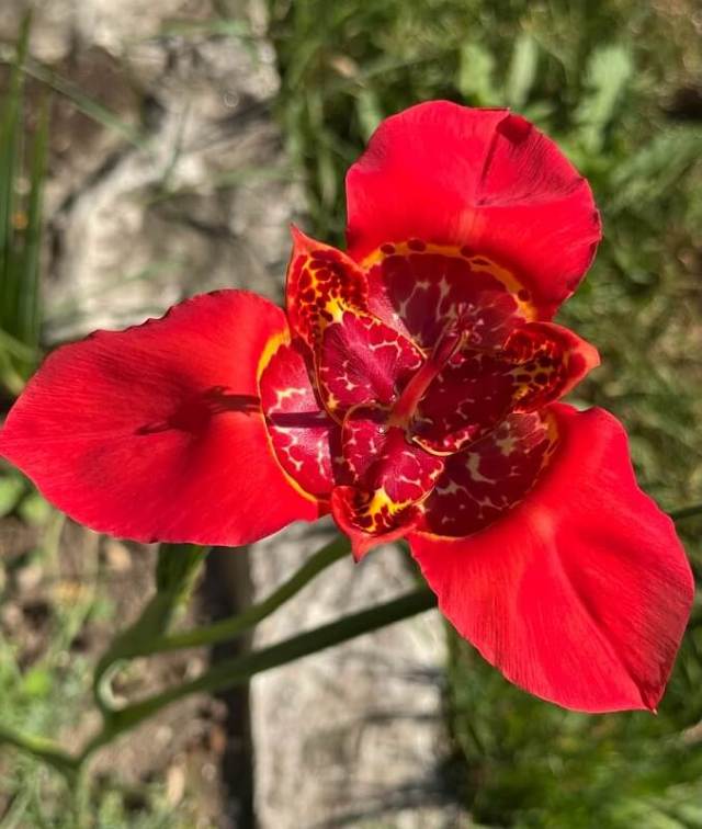 Gardener plants tigridia to delight neighbors, then finds one cut so low it will not bloom again