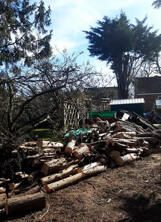 After cutting down the trees, huge piles of logs were left on the ground - according to the McCarthys, these were later burnt