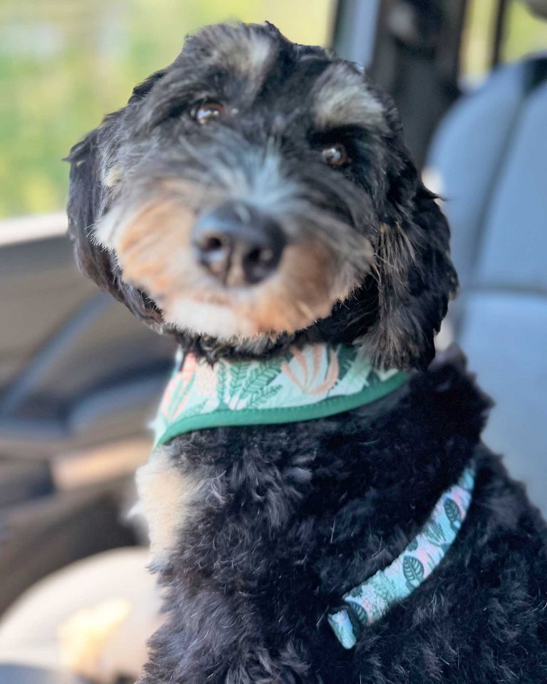 Missing dog makes it home thanks to collar