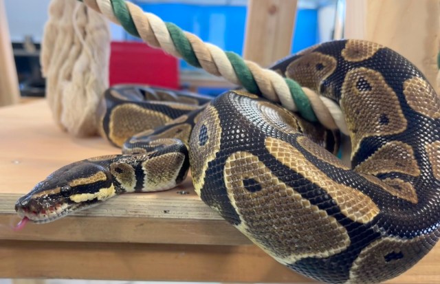 A close-up of a ball python resting on a wooden surface with a rope nearby.
