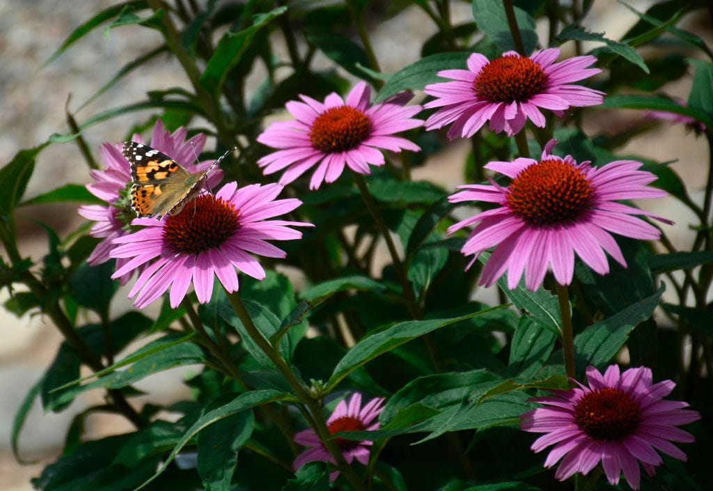 These Heat-Tolerant Plants Still Look Gorgeous on the Hottest Summer Days