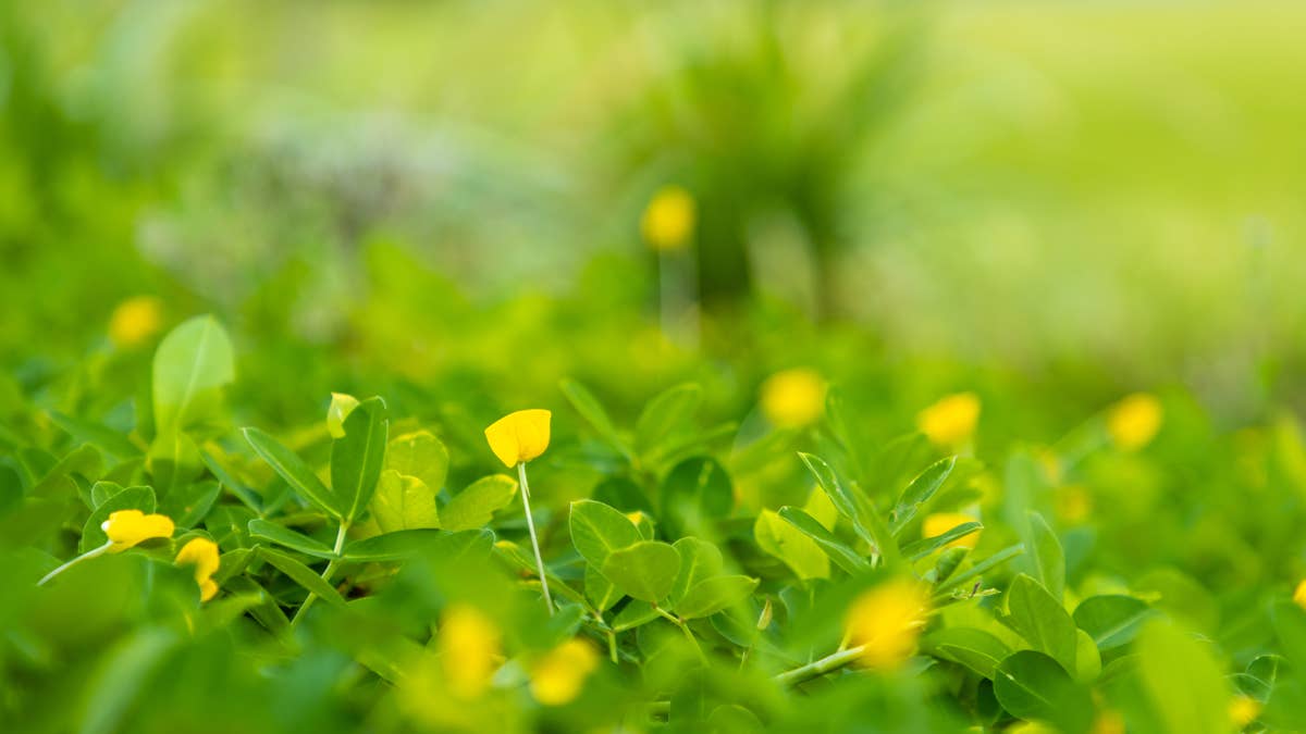 perennial-peanut-close-up