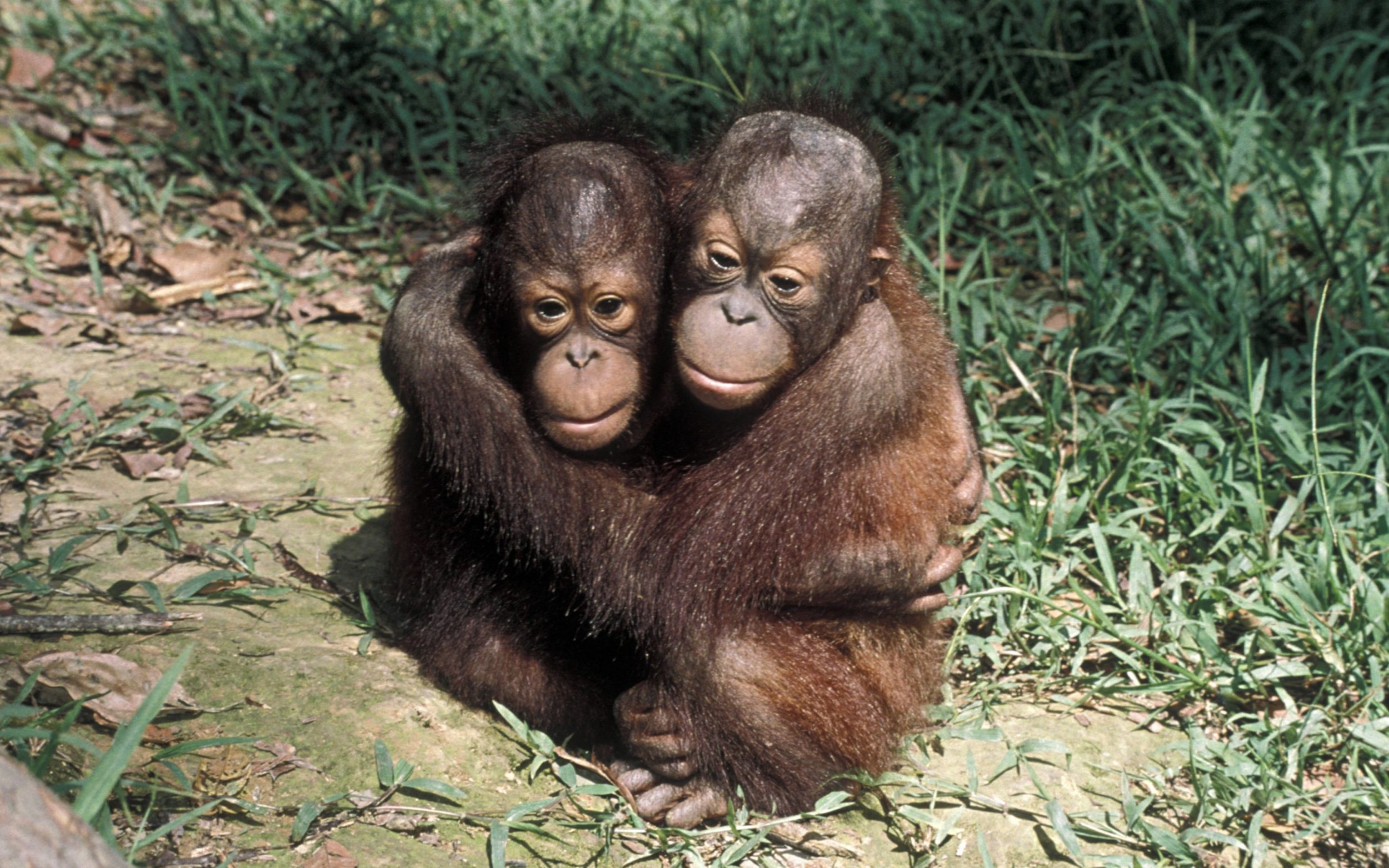 Orangutans hugging