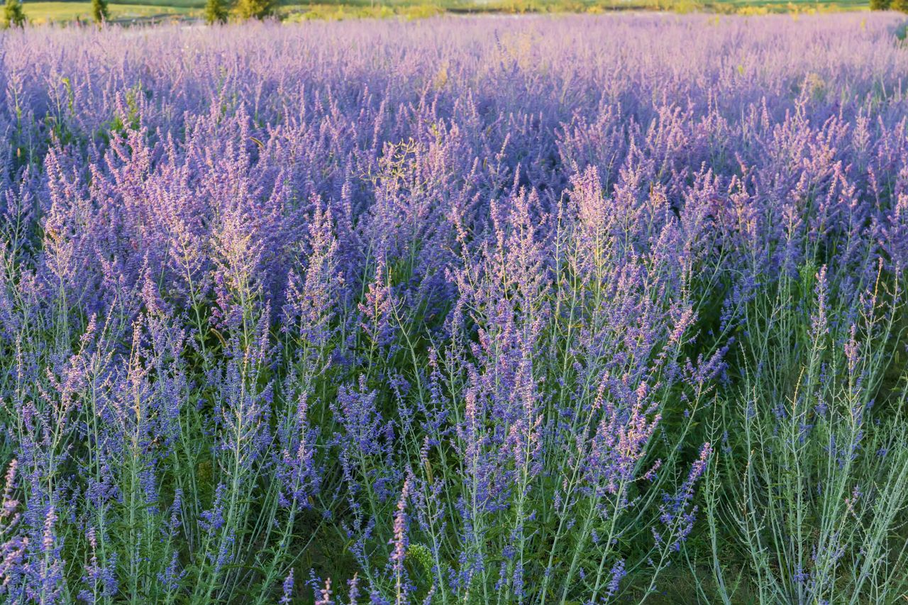 A field of blooming purpleflowered perennial plants