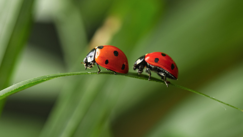 Make the cutest ladybug decor using a kitchen staple you probably have ...