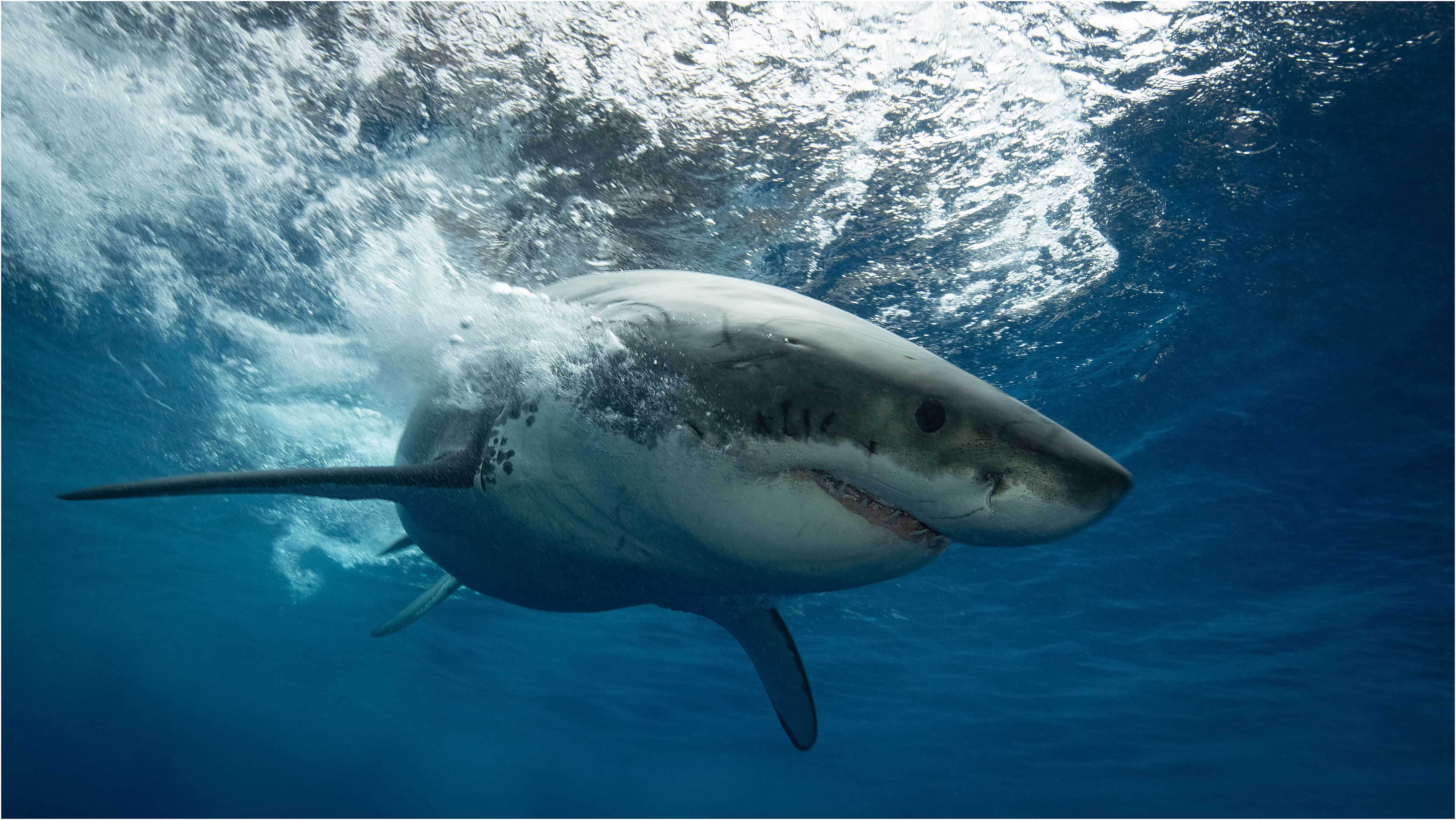 Great white shark gets alarmingly close to kids in wild video
