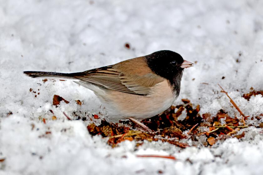 Some birds defy overall plunge in bird numbers