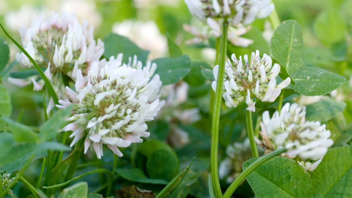 white-clover-trifolium-repens
