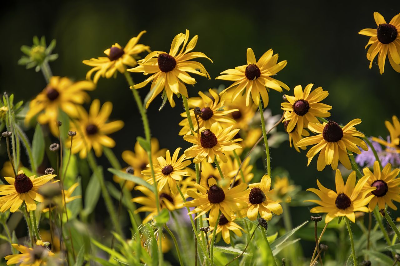 A field of blooming blackeyed Susans with a dark background