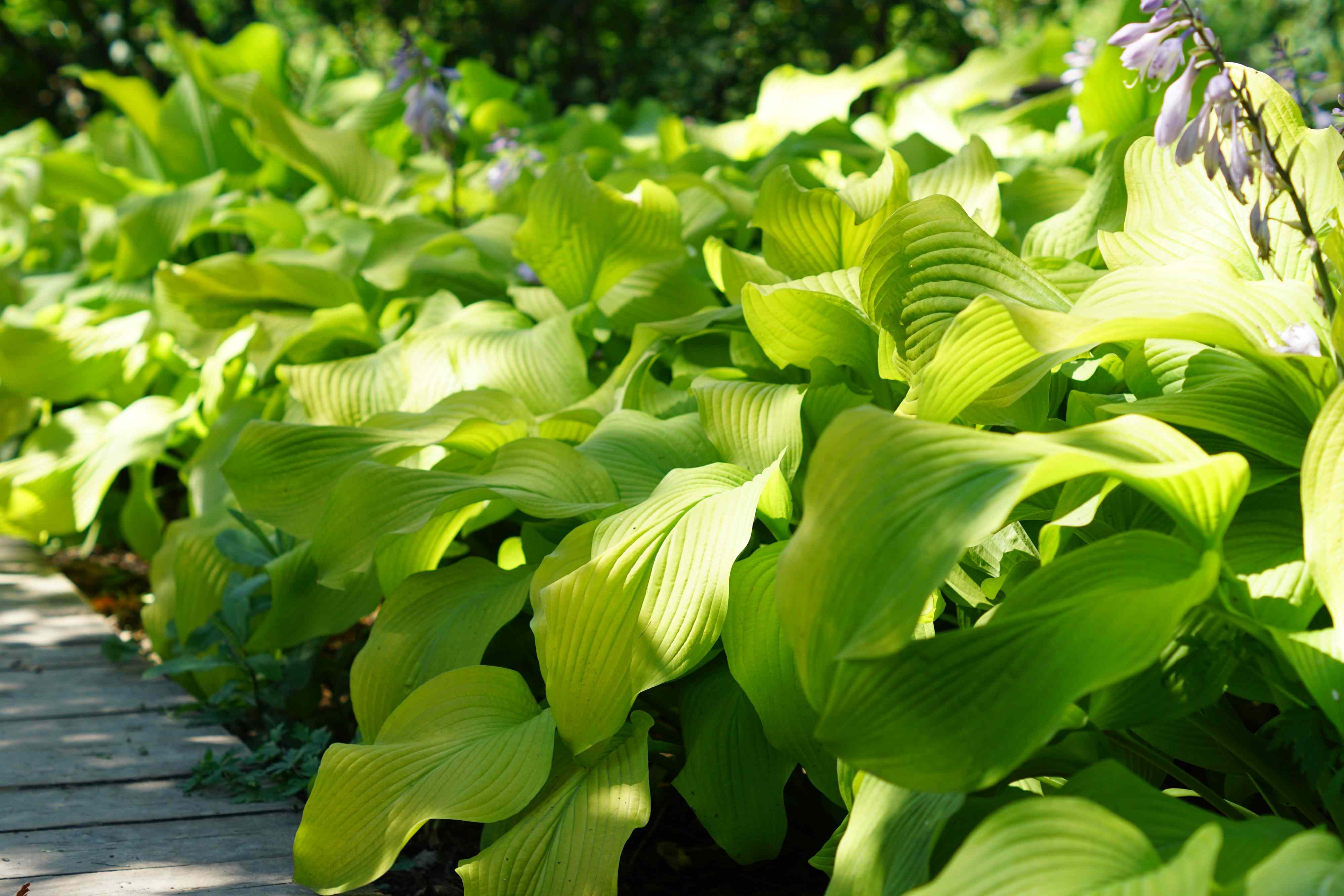 Ina Garten’s shade garden is full of easy ideas to cool down your backyard and make it more peaceful