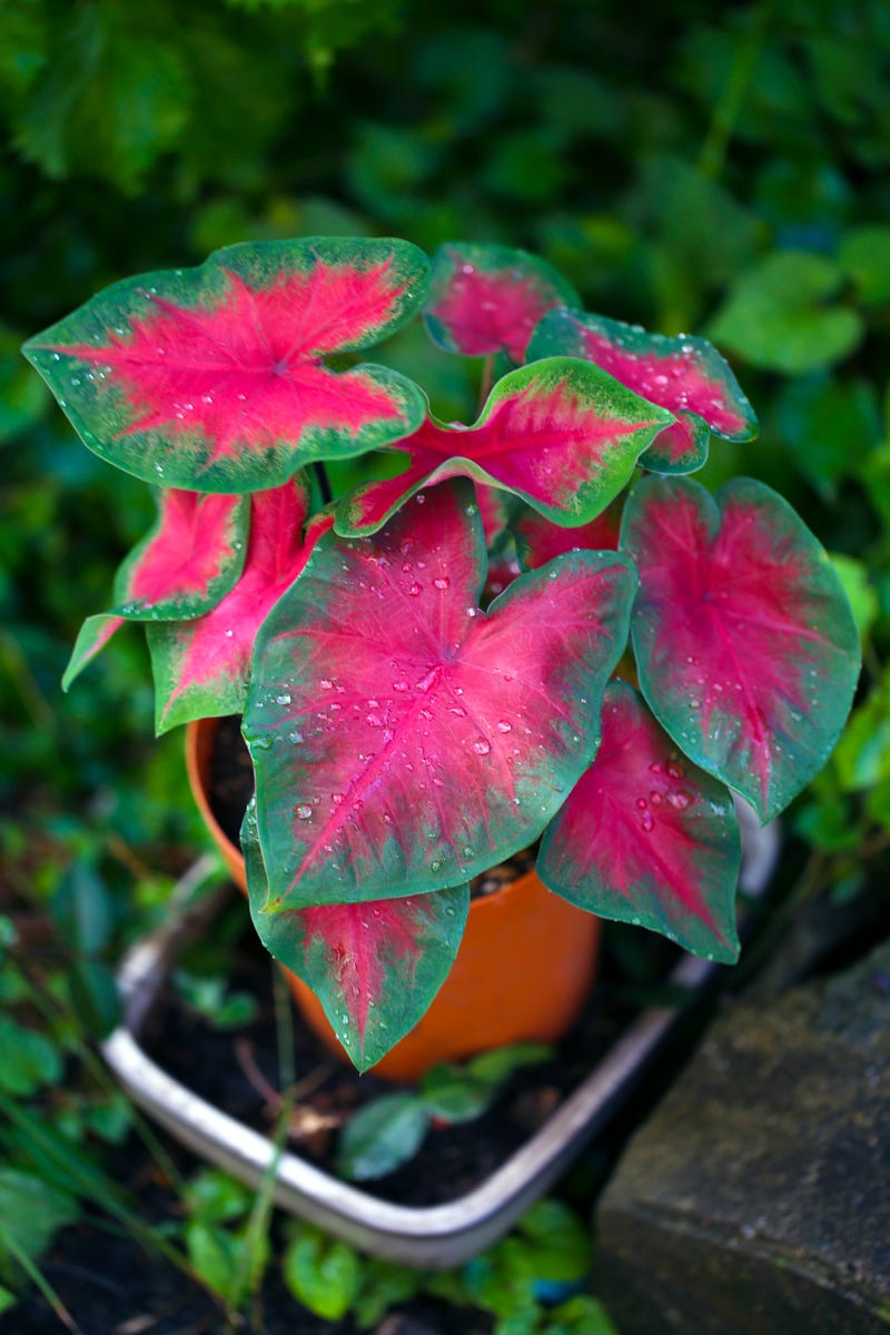 These Heat-Tolerant Plants Still Look Gorgeous on the Hottest Summer Days