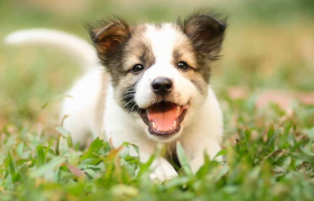 Puppies are naturally curious and eager to learn, so you must begin with basic commands like “come” early on. That way, your little one will be more likely to understand the command when it is older.