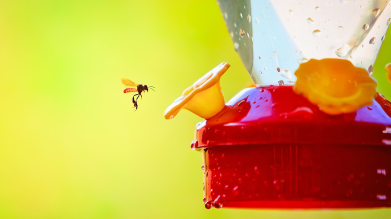 Helpful Tips To Keep Wasps Away From Your Hummingbird Feeder