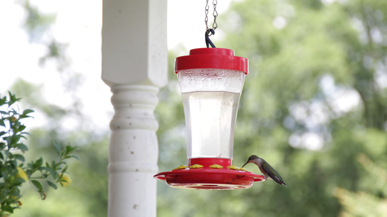 Helpful Tips To Keep Wasps Away From Your Hummingbird Feeder