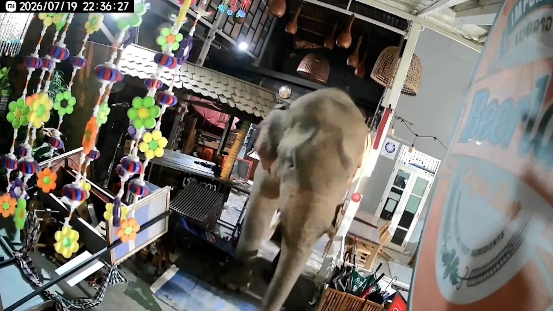 Wild elephant breaks into Michelin-recognized restaurant in Thailand