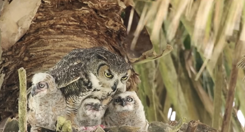 Why You Never Hear an Owl Attack Coming