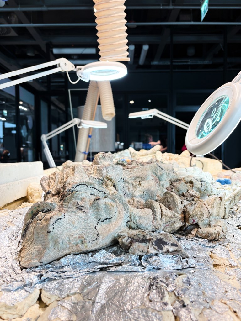 A skeleton of a mastodonsaurus, a huge amphibian that walked the Earth 240 million years ago, is cleaned at the Copernicus Science Center in Warsaw, Poland, Tuesday, July 21, 2026. (AP Photo/Claudia Ciobanu)