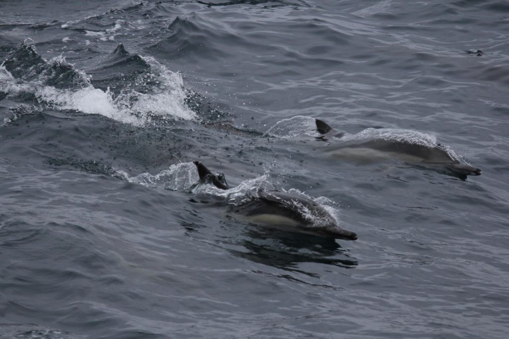 Are dolphins’ social lives being reshaped by humans?