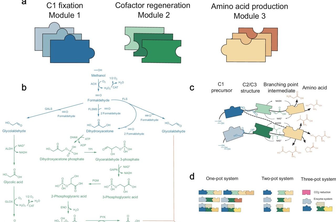 Solar-powered process turns CO₂ into protein-building amino acids